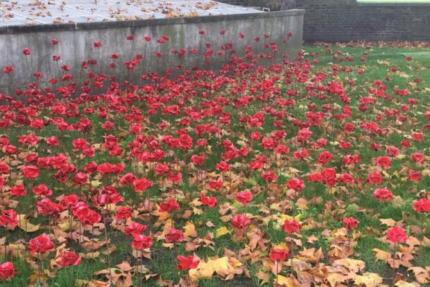 Picture of poppies growing by the Imperial War Museum in London